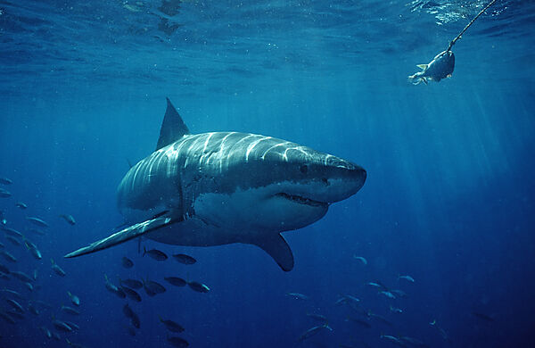 Great White Shark
