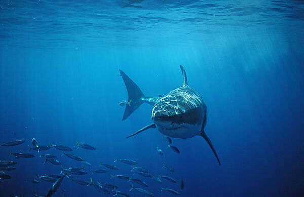 Great White Shark