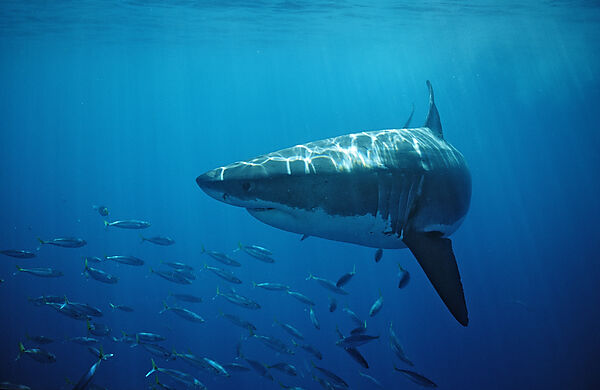 Great White Shark