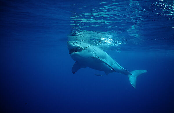 Great White Shark