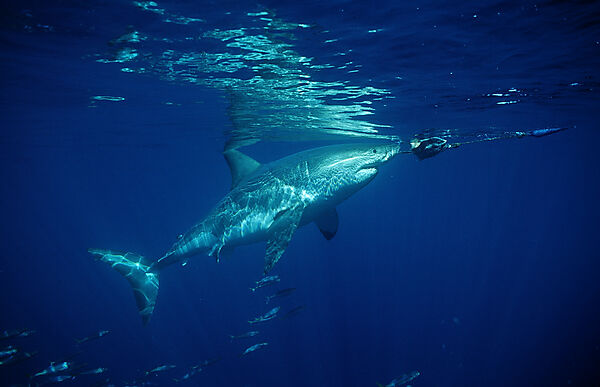 Great White Shark