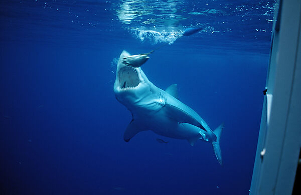 Great White Shark eating fish