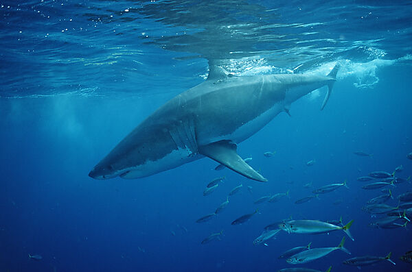 Great White Shark