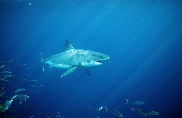 Great White Shark