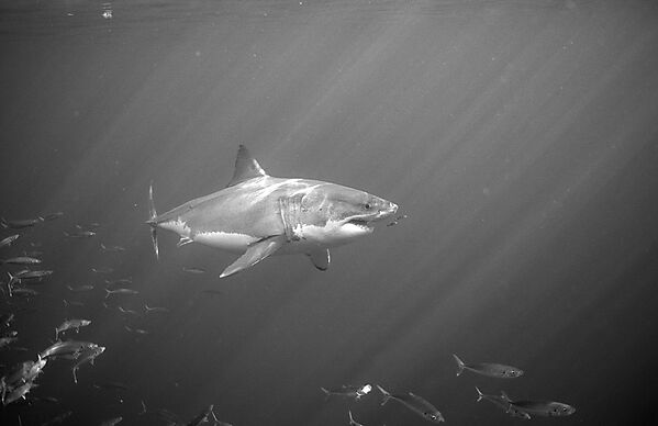 Great White Shark
