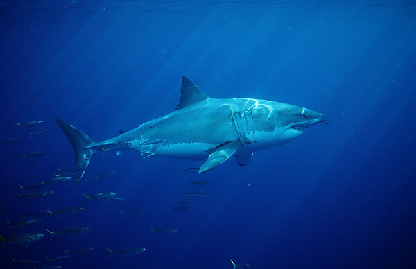 Great White Shark