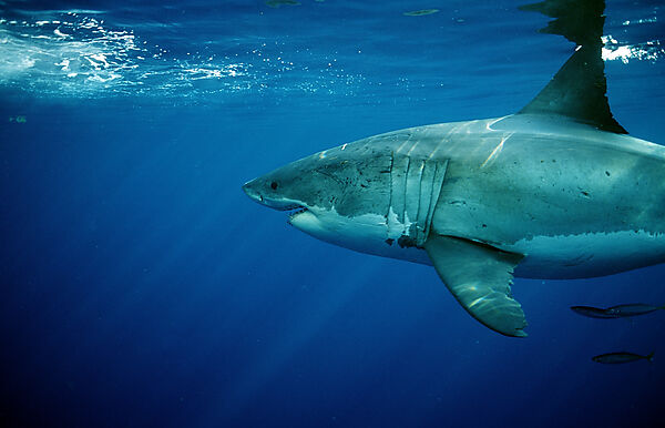 Great White Shark