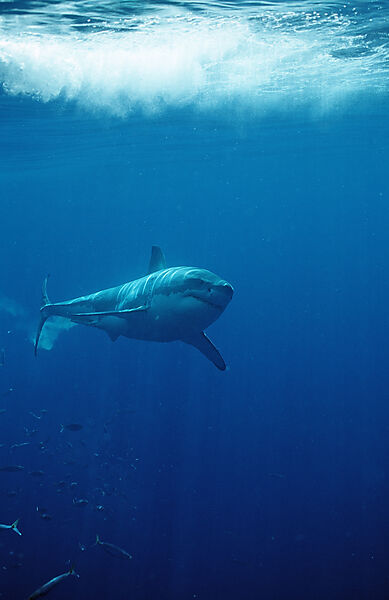 Great White Shark
