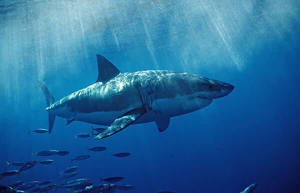 Great White Shark
