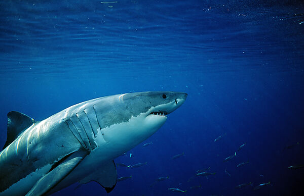 Great White Shark
