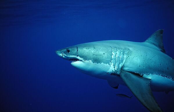 Great White Shark