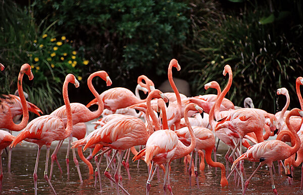Flamingo