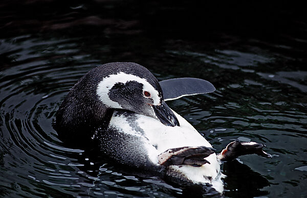 Magellanpinguin