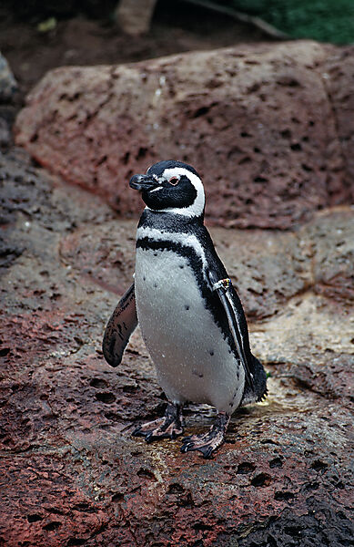 Magellanpinguin