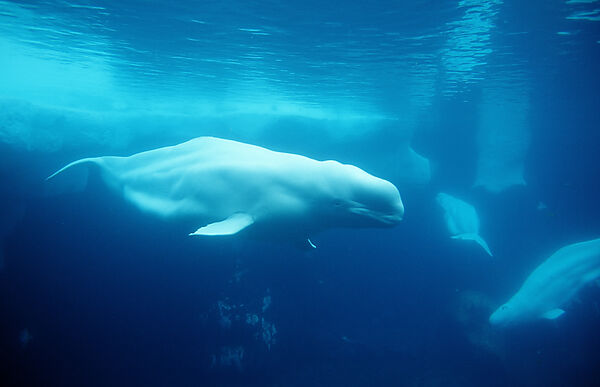 Beluga Whale