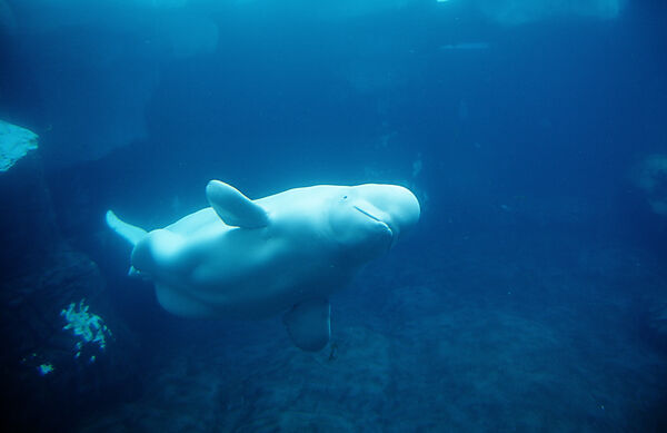 Beluga Whale