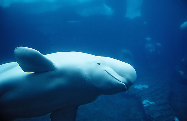 Beluga Whale