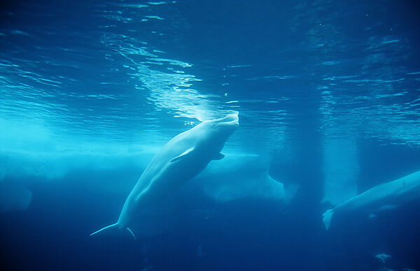 Beluga Whale