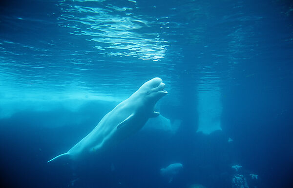 Beluga Whale