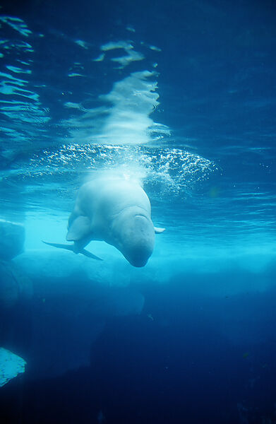 Beluga Whale
