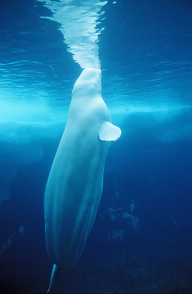 Beluga Whale