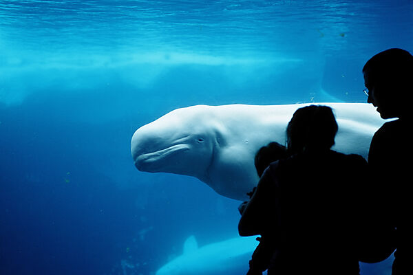 Beluga whale in viewing window