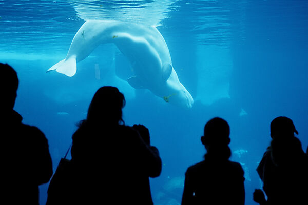 Beluga whale in viewing window
