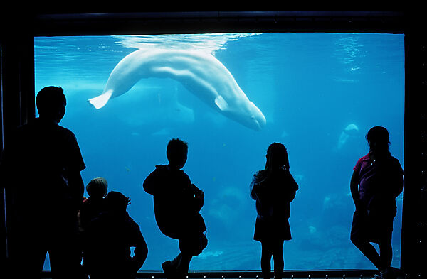 Beluga whale in viewing window