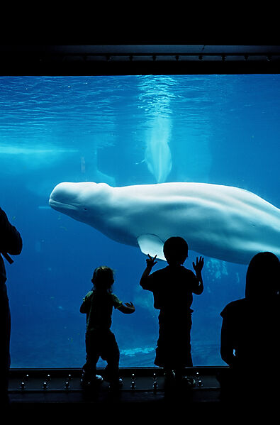 Beluga whale in viewing window