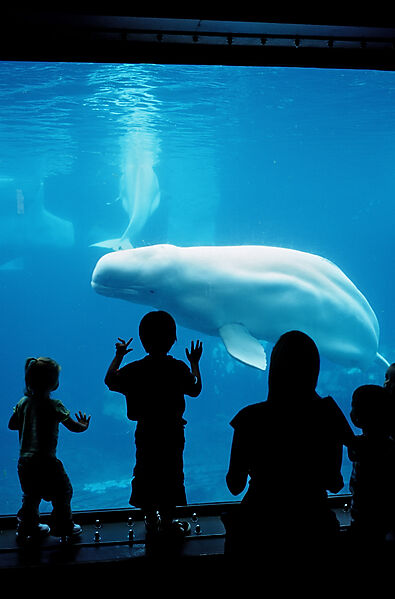 Beluga whale in viewing window