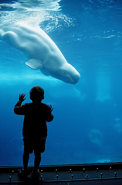 Child viewing Beluga whale