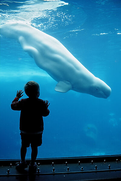 Child viewing Beluga whale