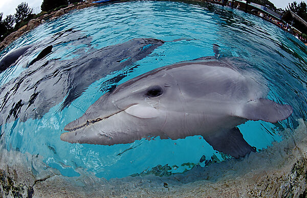 Bottlenose dolphin