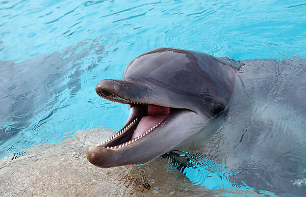 Bottlenose dolphin