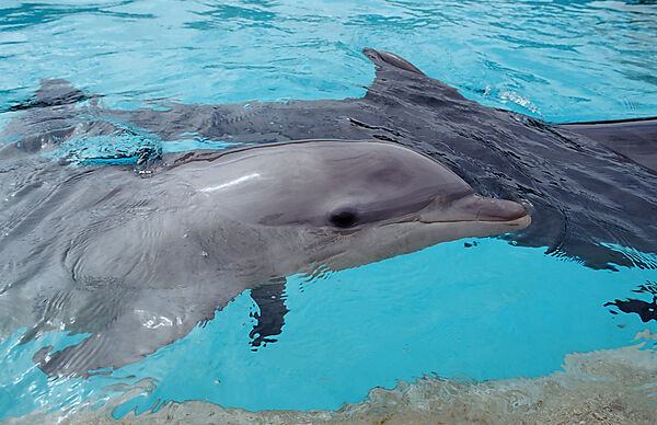 Bottlenose dolphin