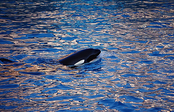 Killer whale, SeaWorld
