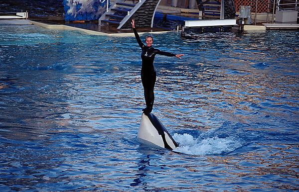 Orca im SeaWorld Freizeitpark mit Trainer