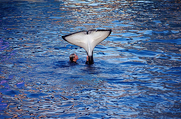 Orca im SeaWorld Freizeitpark mit Trainer