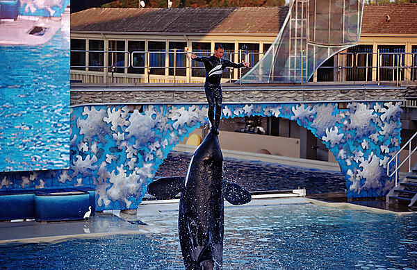 Orca im SeaWorld Freizeitpark mit Trainer