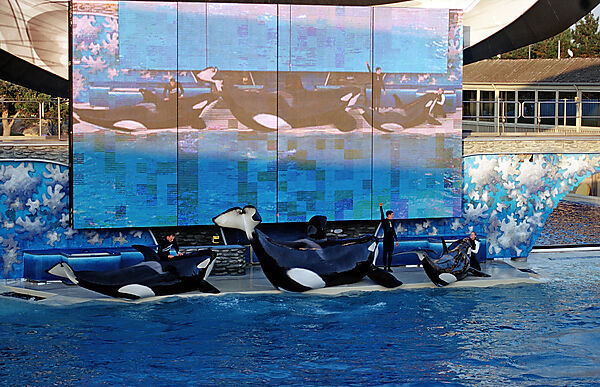 Orca im SeaWorld Freizeitpark mit Trainer