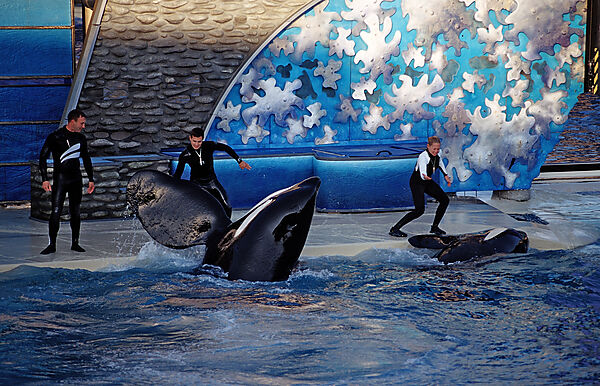 Orca im SeaWorld Freizeitpark mit Trainer