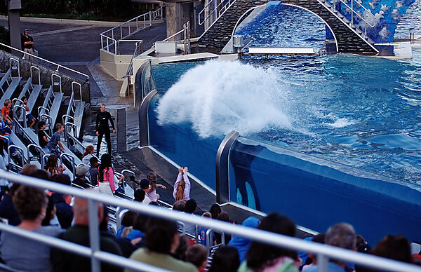 Orca im Freizeitpark spritzt Besucher nass