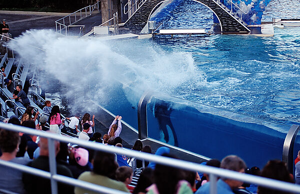 Orca im Freizeitpark spritzt Besucher nass