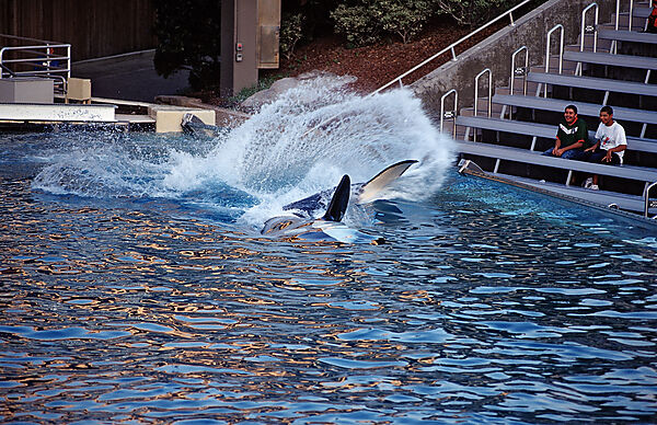 Orca im Freizeitpark spritzt Besucher nass