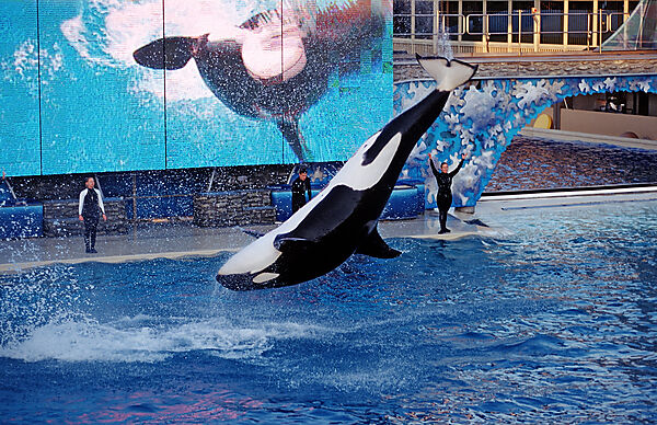 Springender Orca