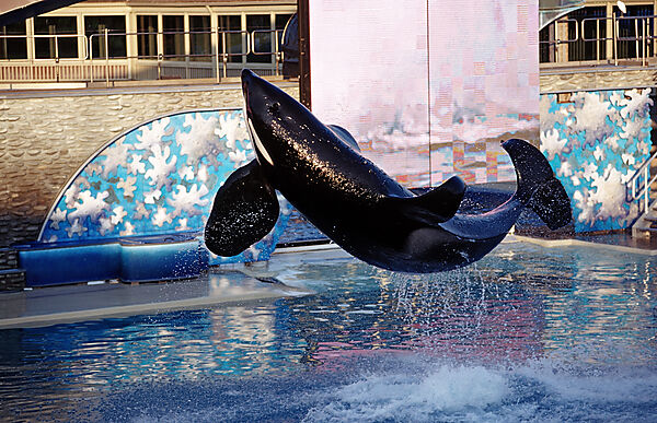 Springender Orca