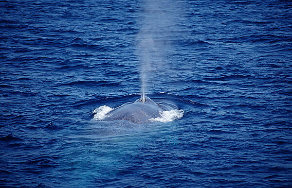 Breathing Blue Whale