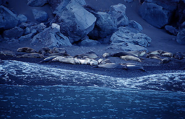 Northern elephant seal