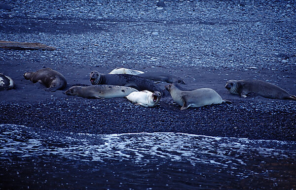 Northern elephant seal