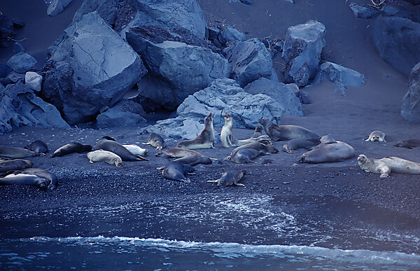 Northern elephant seal